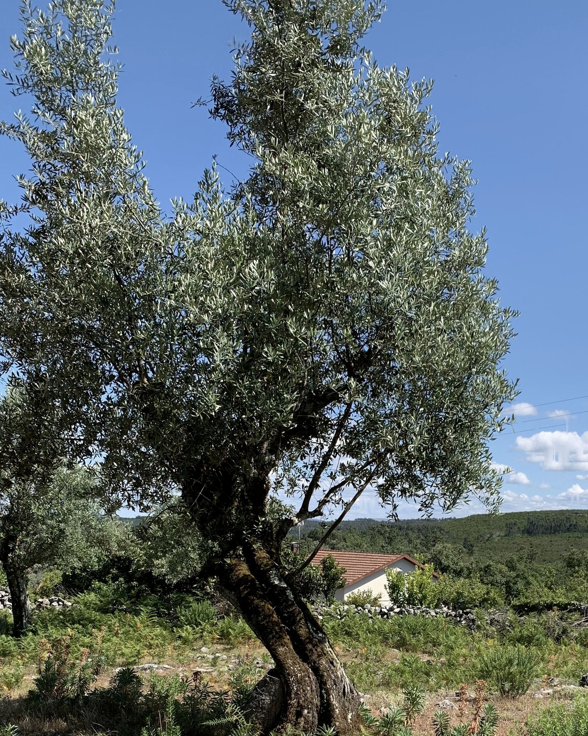 Olival, Centro de Portugal